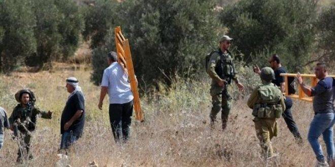 الاحتلال يسرق الزيتون الفلسطيني