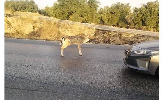 غزال هارب يعبر طريق جرش عمان العام