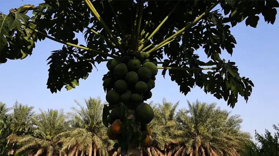 ميادين عامة بأسماء الفواكه في السعودية