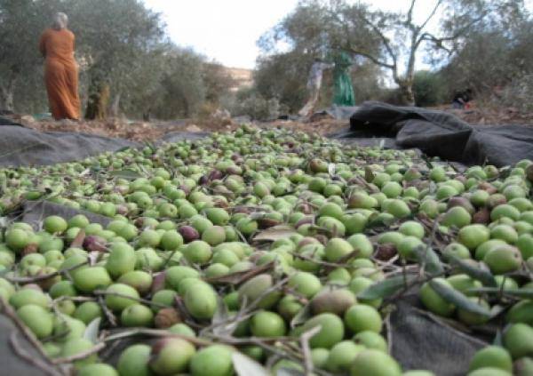 موسم الزيتون الحالي سيكون الأفضل منذ 2017