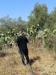 زراعة الكورة: حملة لمكافحة حشرة البق الدقيقي على أشجار الصبار