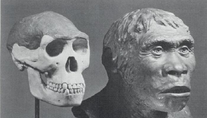 إندونيسيا تطلب استعادة إنسان جاوة من هولندا.. قصة أقدم البشر