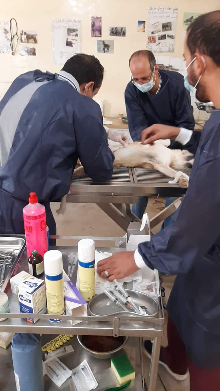 سلطة اقليم البترا تستمر بحملات السيطرة على الكلاب الضالة .