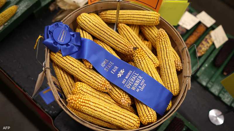 أزمة الذرة مستمرة لـ3 سنوات عجاف.. تراجع الإنتاج السبب