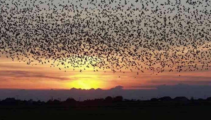 هجوم طيور الزرازير يدمر حقول السودان.. ما القصة؟