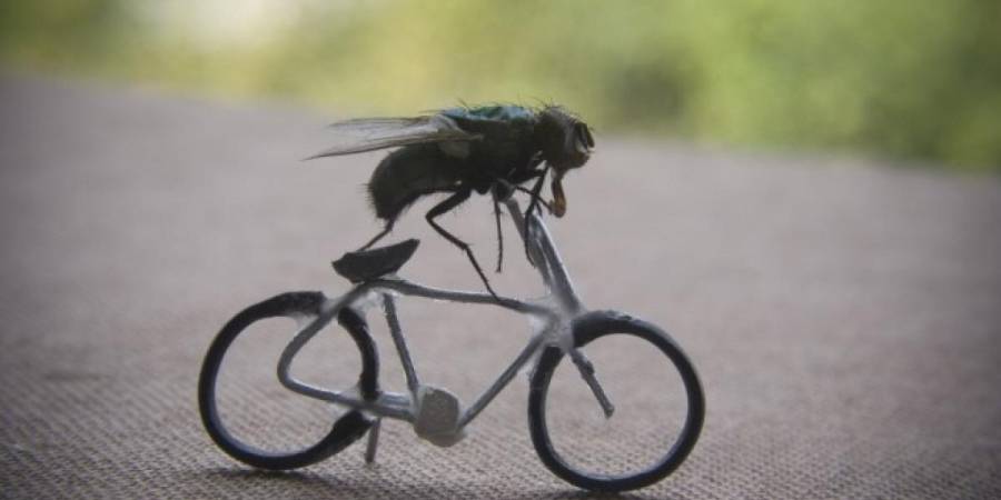 بدء المرحلة الثانية من حملة مكافحة الذباب المنزلي في الأغوار الجنوبية