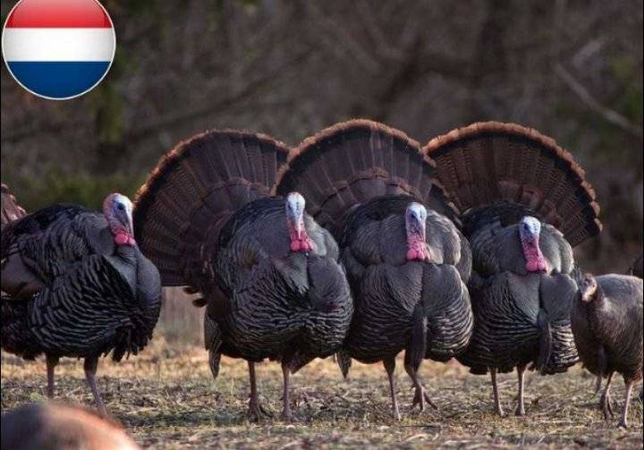 هولندا تعدم نحو 44 ألفاً من طيور الديك الرومي