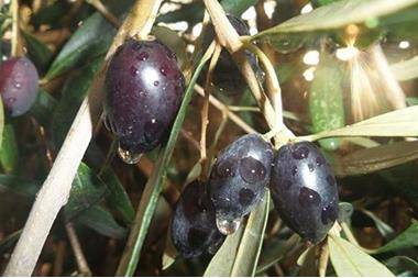 هل تزيد أول شتوة من انتاج زيت الزيتون؟ اتحاد المزارعين يجيب