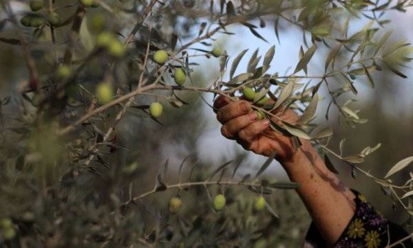 موسم الزيتون .. مزارعون يعلقون آمالهم بالبركة