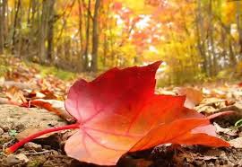 أجواء خريفية لطيفة في أغلب مناطق المملكة