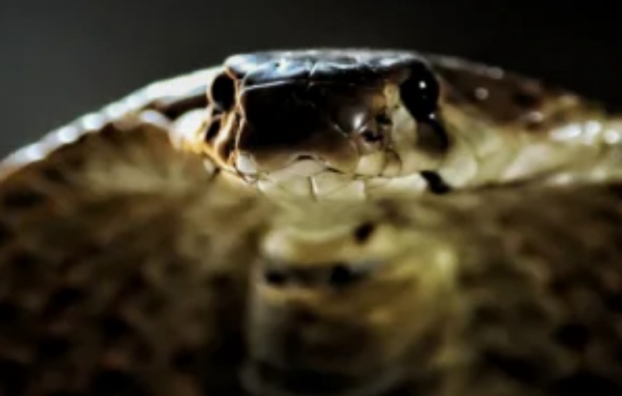 هروب ملك الكوبرا يغلق حديقة حيوان سويدية!