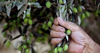 الأمطار تنعش آمال المزارعين بموسم جيد