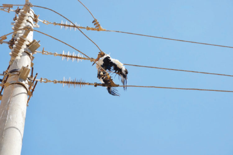 إلزام شركات الكهرباء بدراسات تقييم لخطوطها تمنع صعق الطيور