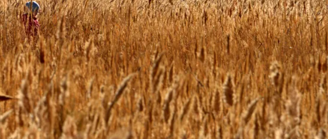 بعد القرار الروسي.. ما تأثير أزمة اتفاق الحبوب على مصر؟