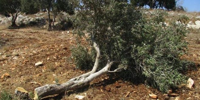مستوطنون يقتلعون عشرات أشجار الزيتون في الخليل ونابلس