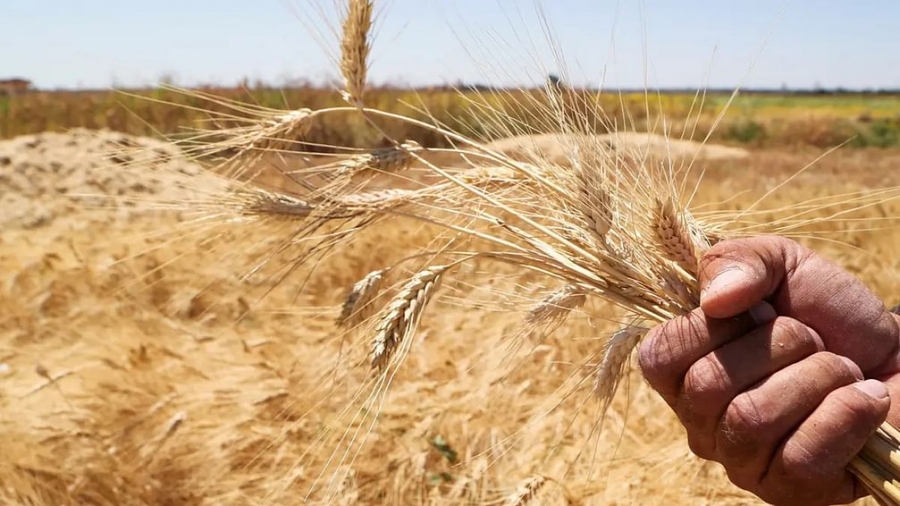 القمح في سوريا ينتظر قطرات السماء لاستعادة الإنتاجية المفقودة