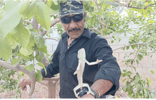 الاردن ..الصقور يحذر قاطفي الزيتون من اللدغات