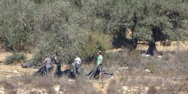 مستوطنون يسرقون ثمار زيتون ويعتدون على المزارعين في سلفيت ونابلس