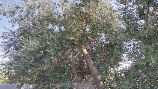 توقع ارتفاع انتاج زيت الزيتون بمعدل 200 طن العام الحالي