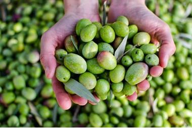 ارتفاع سعر كيلو الزيتون 20 قرشاً