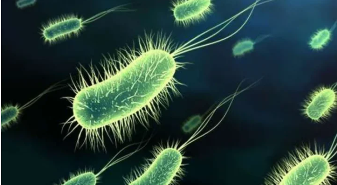 بعد تسجيل إصابة بـ”الإيكولاي”… أبو عبود لـ “الغد” مياه البلقاء سليمة