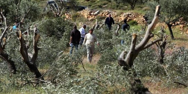 مستوطنون يستولون على أراض للفلسطينيين شمال أريحا
