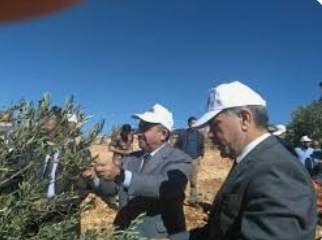 عجلون : اطلاق اليوم الوطني لقطاف الزيتون