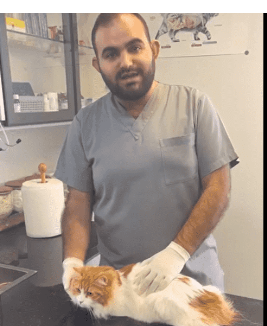 هل يمكن أن يسبب الطعام الإلتهابات للحيوانات؟ طبيب أردني يجيب