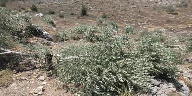 مستوطنون يقطعون 120 شجرة زيتون شمال شرق رام الله