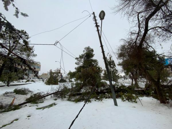 الكهرباء: تقليم 21 ألف شجرة استعداداً لفصل الشتاء