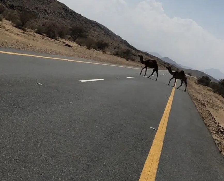 السعودية ..حادث مروع بالأفلاج.. وفاة 5 شبان احترقت مركبتهم بعد اصطدامها بجمل سائب