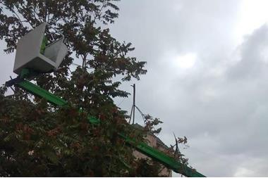 الأمانة تواصل حملات تقليم الأشجار