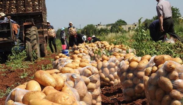 تجار الخضار والفواكه ينتقدون السماح باستيراد البطاطا: المحلية خلال أيام