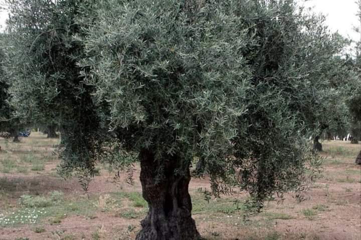 طعمينا البنات وضبينا الزيتات..!!