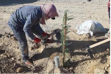 البدء بتشجير جوانب الصحراوي وزراعات حرجية في غابة القطرانة