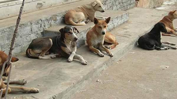 زيادة إصابات العقر من كلاب ضالة 900 حالة العام الماضي وتسجيل وفاتين بالسعار