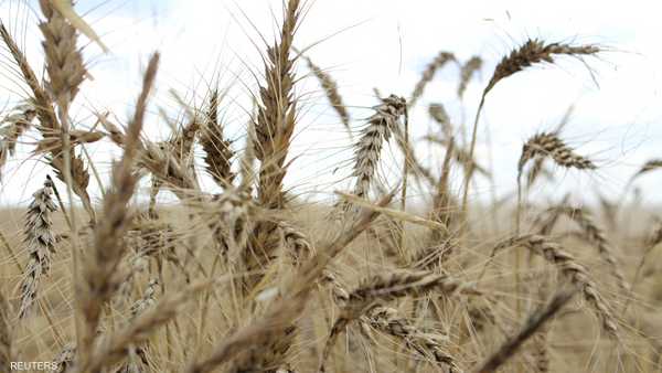 رويترز: احتياطيات مصر من القمح تكفي استهلاك أكثر من 5 أشهر