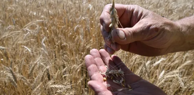 أوكرانيا.. خطة لتصدير الحبوب بقيمة 150 مليون دولا لهذه الدول