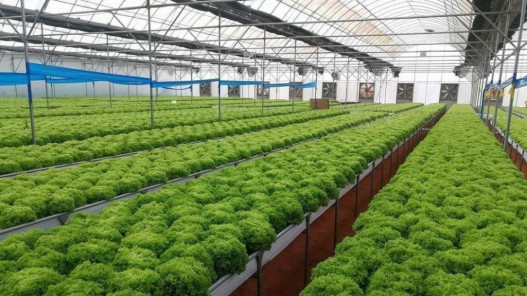 الأردن يستضيف ورشة إقليمية حول الإدارة السليمة للمبيدات