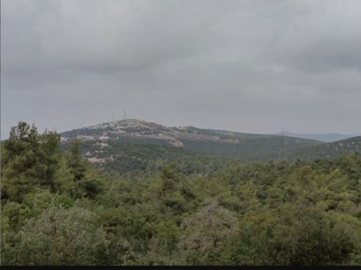 انخفاض الاعتداءات الجائرة على الثروة الحرجية بنسبة 98 بالمئة