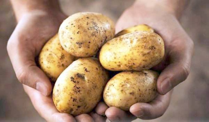 دراسة: البطاطس تساعد في تخفيض الوزن!