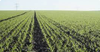 زراعة البلقاء: مؤشرات الموسم المطري الحالي تبشر بالخير