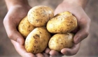 دراسة البطاطس تساعد في تخفيض الوزن