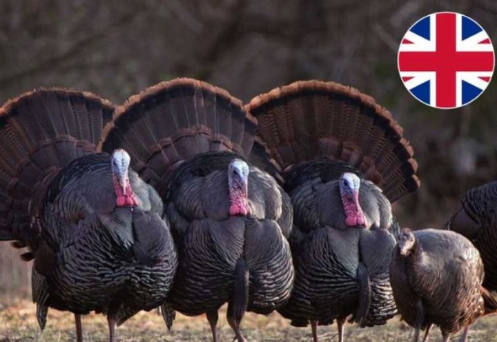 بريطانيا: إعدام نصف طيور الديك الرومي في المزارع المفتوحة