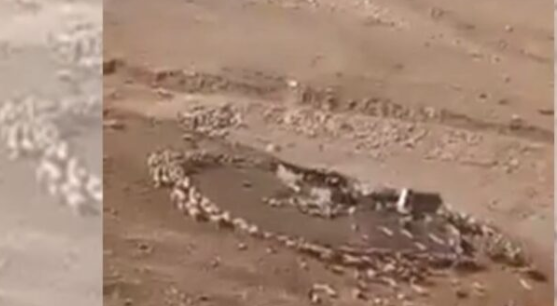 بعد الصين.. الأغنام تدور حول نفسها في الأردن
