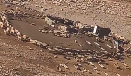 الزراعة الأردنية تعلق حول قطيع أغنام تدور حول نفسها