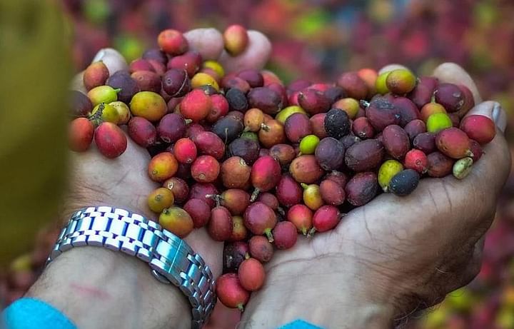 تسجيل حداء الإبل والبن الخولاني السعودي بقائمة التراث الثقافي غير المادي لليونسكو