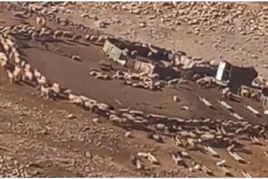 مجاهد: حركة الأغنام في حلقة دائرية سببها الحقول المغناطيسية والنشاط الشمسي