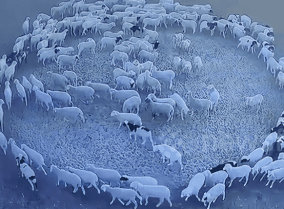 تفسير طبي جديد لدوران أغنام الكرك حول نفسها