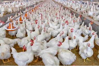 اتحاد الدواجن يطالب بتحديد كميات الدواجن المستوردة